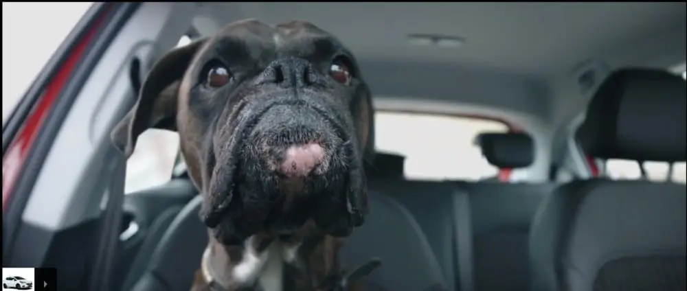 Stories Dog - Stories