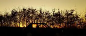 peugeot 205 GTi 300x128 - GT Lie Peugeot is Gaslighting Car Enthusiasts