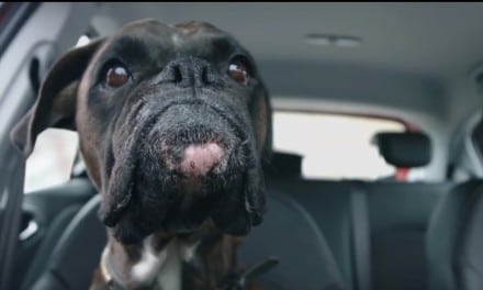 Dog Parks Vauxhall Corsa