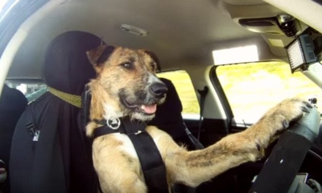 1 in 10 male drivers have lost control of a vehicle whilst travelling with their pet