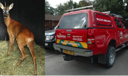 TIGGYWINKLES AND THEIR LIFESAVING TOYOTA HILUX