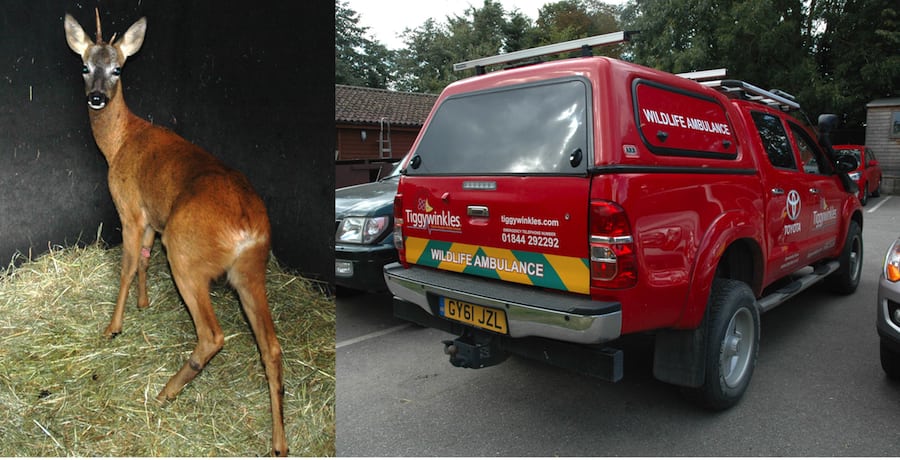 TIGGYWINKLES AND THEIR LIFESAVING TOYOTA HILUX