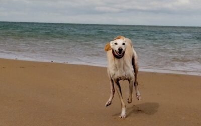 Ralf Red Wharf Bay 400x250 - Stories