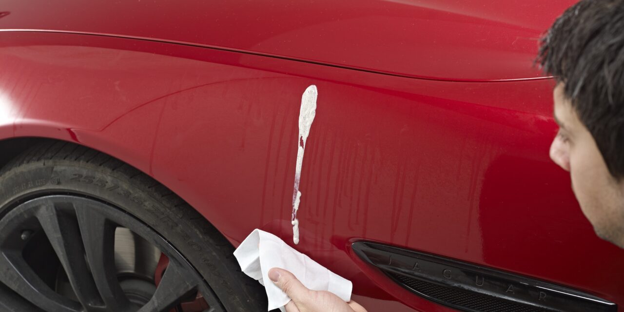 Drivers Are Making Bird Dropping Damage Worse